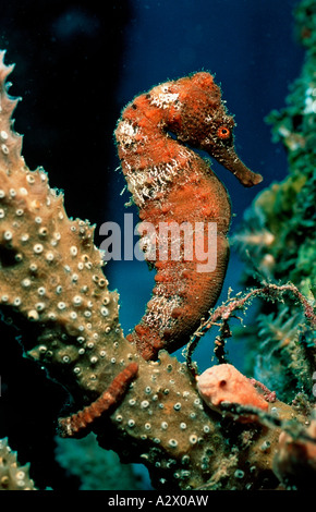 Longsnout Seahorse Hippocampus reidi Caraibi Dutch West Indies Isola di Saba Mar dei Caraibi Foto Stock