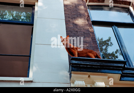 Il gatto domestico seduto presso una finestra Felis silvestris i Paesi Bassi Olanda Amsterdam Foto Stock