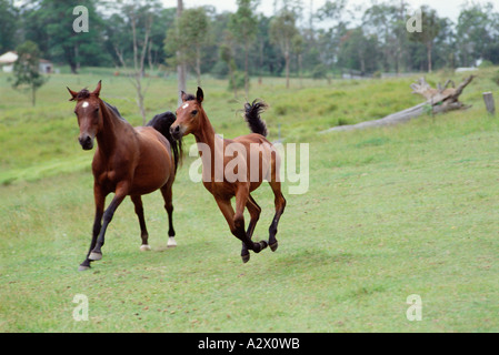 Purosangue arabo mare e puledro nel paddock. Australia. Queensland. Foto Stock