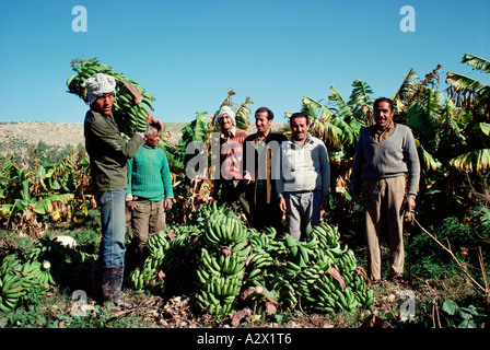 La Giordania. Piantagione di banane. Lavoratori la raccolta di banane per l'esportazione. Foto Stock