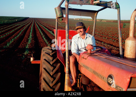 Australia. Sorridente agricoltore guidando il trattore su una piantagione di pomodoro. Foto Stock