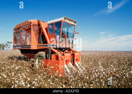Australia. L'agricoltura. La raccolta di cotone raccolto. Foto Stock