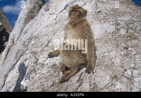 Macaco barbaro Macaca sylvanus, conosciuto anche come ape barbaro sulla roccia di Gibilterra Foto Stock