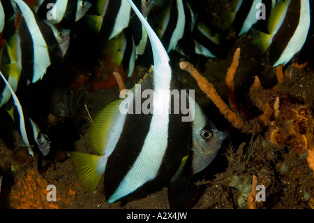 La scolarizzazione bannerfishes, Heniochus diphreutes, Bali Indonesia. Foto Stock