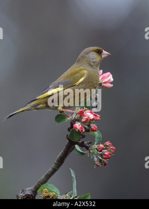 Verdone maschio CHLORIS CARDUELIS arroccato su Apple Blossom. Inghilterra, Regno Unito Foto Stock