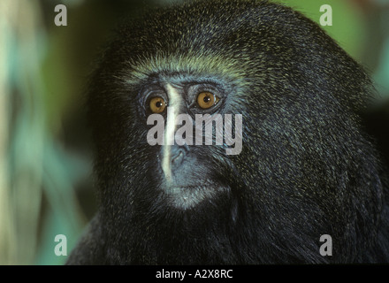 Monkey Cercopithecus hamlyni fronteggiato da gufo Foto Stock