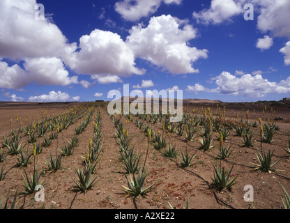 dh Aloe Vera TEGUISE LANZAROTE Growing Rows of plant crops farmed in field sky nobody plants canary islands lava ground farm Foto Stock