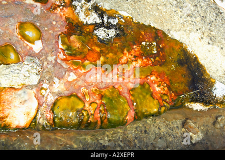 Roccia vicino fino a Orakei Korako vicino a Rotorua in Nuova Zelanda Foto Stock