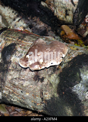 Orticoltura. PIPTOPORUS BETULINUS. BIRCH POLYPORE funghi. Foto Stock