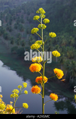 Caraibi Repubblica Dominicana vista panoramica del fiume Chavon con hummingbird alimentazione su fiori d'arancio Foto Stock