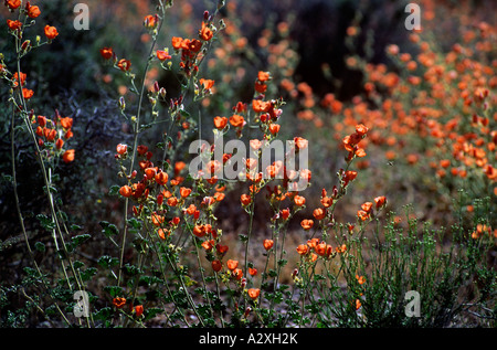 Deserto arancio fiori selvatici in fiore, illuminata dal caldo sole del deserto. Foto Stock