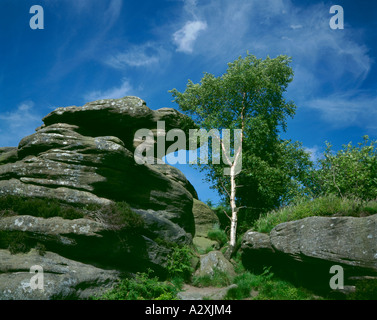 Argento solitaria betulla (Betula pendula) tree, a Brimham Rocks, Nidderdale, vicino a Harrogate, North Yorkshire, Inghilterra, Regno Unito. Foto Stock