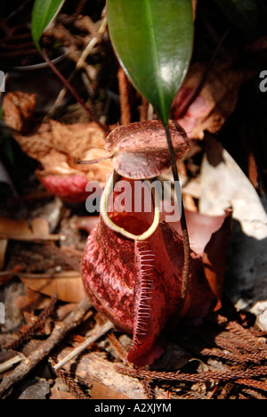 Pianta brocca Nepenthes rafflesiana sul terreno Bako National Park Sarawak Borneo Malaysia Foto Stock