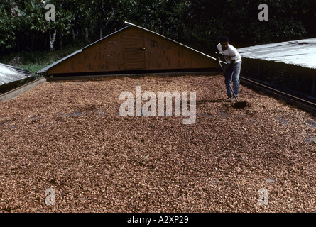 Lavoratori sottopagati su una piantagione di cacao e rastrelli fuori i semi di cacao per asciugare al sole, Provincia di Bahia, Brasile Foto Stock
