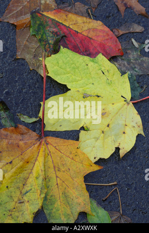 Foglie di autunno sul pavimento bagnato Foto Stock