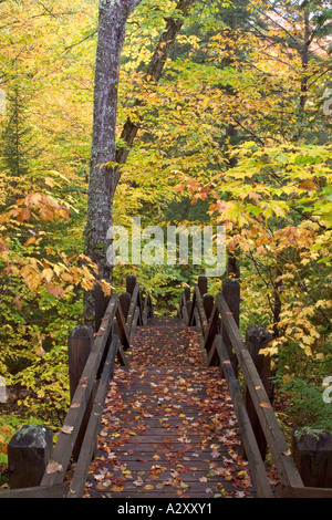 Una scalinata che conduce attraverso un bosco in autunno a colori Foto Stock