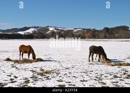 Cavalli mangiando alimentazione invernale Taieri Plain vicino a Dunedin Isola del Sud della Nuova Zelanda Foto Stock