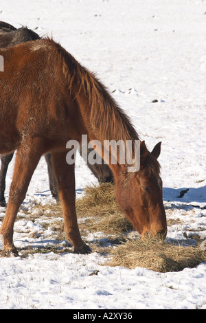 Cavalli mangiando alimentazione invernale Taieri Plain vicino a Dunedin Isola del Sud della Nuova Zelanda Foto Stock