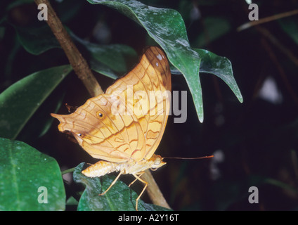 Cruiser Butterfly (Vindula arsinoe) Foto Stock