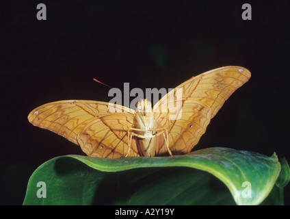 Cruiser Butterfly (Vindula arsinoe) farfalle tropicali Foto Stock