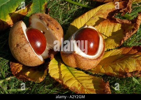 Due Castagni caduto da un albero nel loro guscio Foto Stock