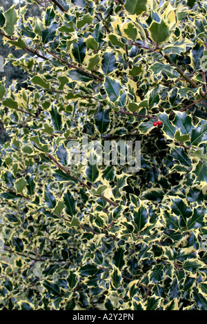 Ilex aquifolium aureomarginata Foto Stock