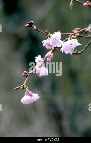 Prunus Accolade Foto Stock