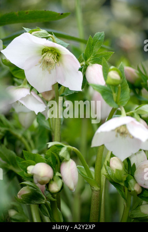 Helleborus orientalis forma bianca fioritura a metà gennaio Foto Stock