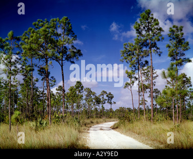 Parco nazionale delle Everglades della Florida che mostra una strada di ghiaia curvando attraverso gli alberi di pino in questo tesoro nazionale Foto Stock