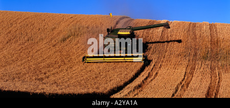 La raccolta di frumento con una mietitrebbia vicino Colfax nel Palouse graingrowing area di Washington orientale Foto Stock