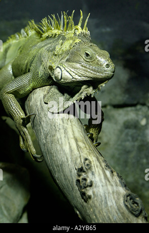 Un iguana verde poggia su un ramo di un albero Foto Stock