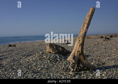 Driftwood su Gillespie's Beach, costa ovest dell'Isola Sud della Nuova Zelanda, vicino ghiacciaio Fox Foto Stock