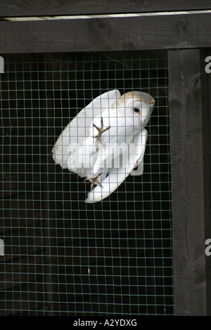 Il barbagianni, Tyto alba, in una gabbia Foto Stock