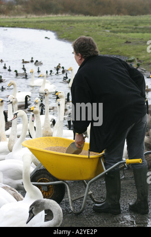 Alimentazione di uccelli al Caerlaverock WWT RISERVA Foto Stock