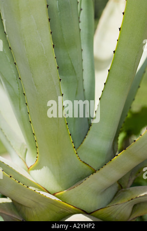Foglie della pianta Foto Stock