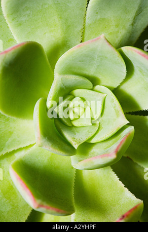 Foglie di piante succulente Foto Stock