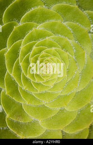 Foglie di piante succulente Foto Stock