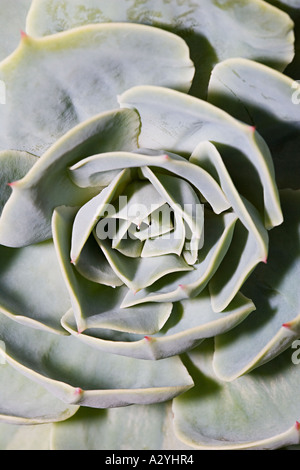 Foglie di piante succulente Foto Stock
