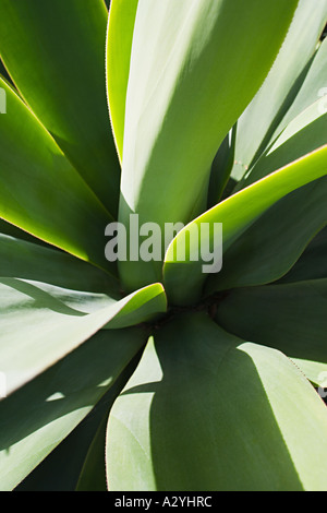 Foglie della pianta Foto Stock