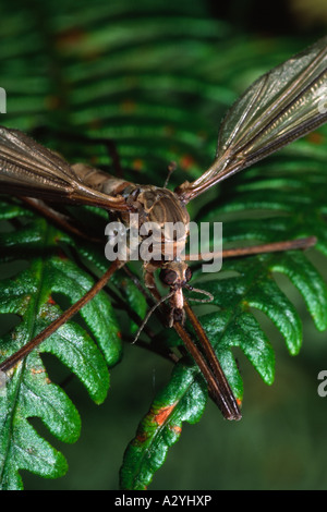 Testa di gru o fly Daddy Long legs (Tipula paludosa). Powys, Wales, Regno Unito. Foto Stock