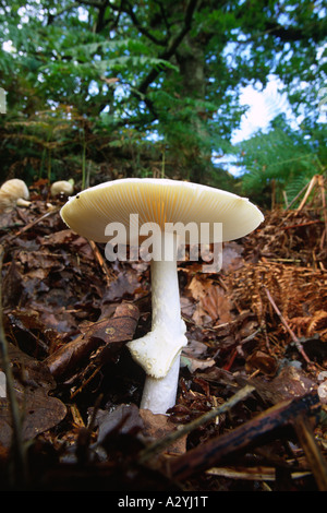 Angelo distruttore funghi Amanita virosa) cresce in sessili bosco di querce. Powys, Wales, Regno Unito. Foto Stock