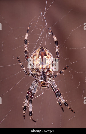 Giardino femmina o Croce Spider (Araneus diadematus) nel mezzo del suo web. Powys, Wales, Regno Unito. Foto Stock