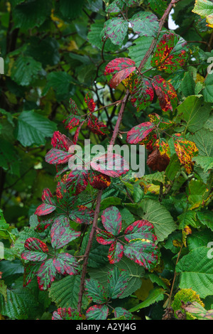 Rovo (Rubus fruticosus agg.) girare in una siepe con foglie girando alla crimson in autunno. Powys, Wales, Regno Unito. Foto Stock