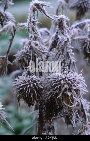 La brina su seedheads Spear Thistle (Cirsium vulgare). Powys, Wales, Regno Unito. Foto Stock