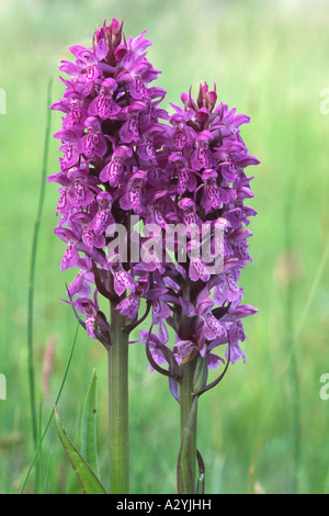 Southern Marsh orchidee (Dactylorhiza Praetermissa) fioritura. Ynys-las dune, Ceredigion, Galles. Foto Stock