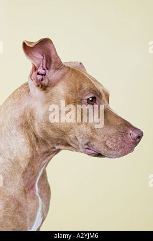 Profilo di un cane Foto Stock