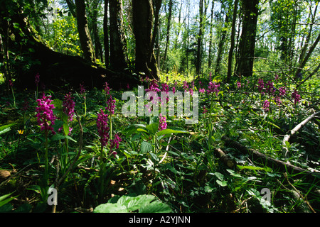 Fioritura precoce-viola Orchidee nel bosco. Powys, Wales, Regno Unito. Foto Stock
