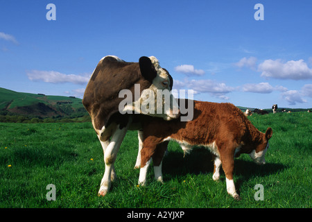 Simmental mucca con il suo vitello Hereford. Su di una azienda agricola biologica, POWYS, GALLES. Regno Unito. Foto Stock