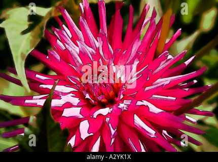 Illustrazione della foto di un rosa Dahlia e foglie verdi. Foto Stock