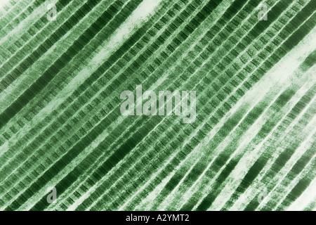 Collagene Foto Stock